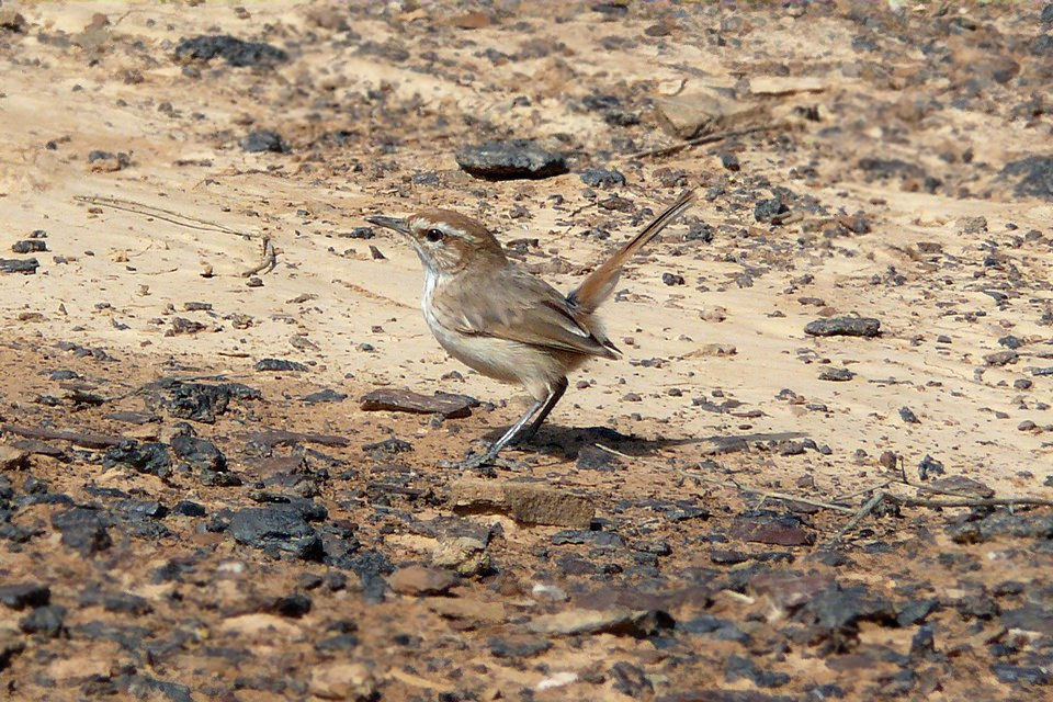 Rufous Fieldwren (Calamanthus campestris)